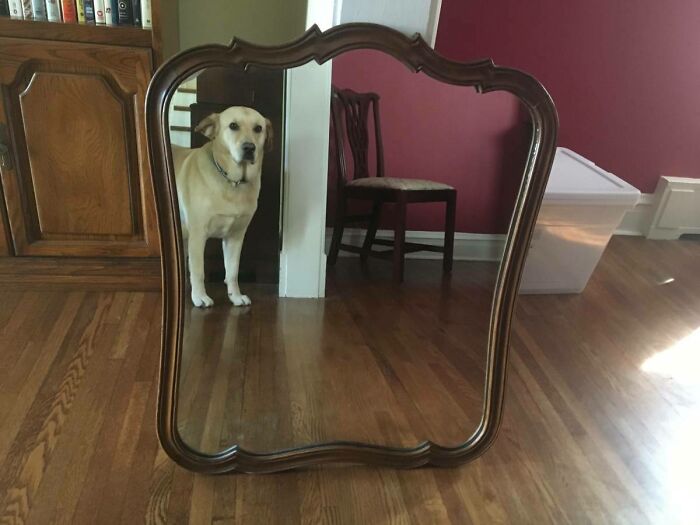 82 Hilarious Times People Tried To Sell A Mirror, But It Was Really The Reflection That Sold It (New Pics) 82 Hilarious Times People Tried To Sell A Mirror, But It Was Really The Reflection That Sold It (New Pics)