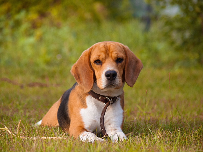 Woman Adopts Dog, Horrified After Being Harassed By Previous Owners For Name, Food And Vet Change Woman Adopts Dog, Horrified After Being Harassed By Previous Owners For Name, Food And Vet Change