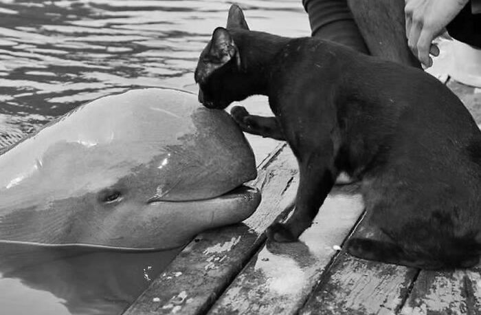 Mysterious, Majestic, And Misjudged: Black Cats In The Spotlight (27 Pics) Mysterious, Majestic, And Misjudged: Black Cats In The Spotlight (27 Pics)