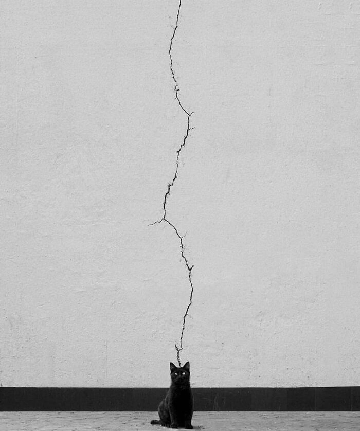 Mysterious, Majestic, And Misjudged: Black Cats In The Spotlight (27 Pics) Mysterious, Majestic, And Misjudged: Black Cats In The Spotlight (27 Pics)