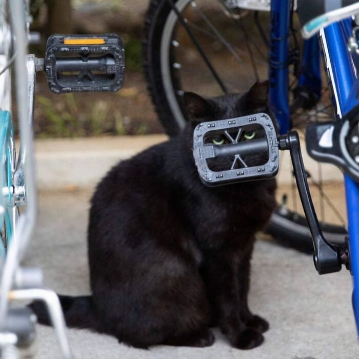 Mysterious, Majestic, And Misjudged: Black Cats In The Spotlight (27 Pics) Mysterious, Majestic, And Misjudged: Black Cats In The Spotlight (27 Pics)