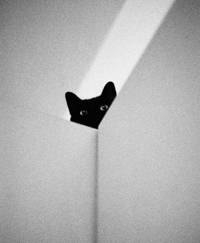Mysterious, Majestic, And Misjudged: Black Cats In The Spotlight (27 Pics) Mysterious, Majestic, And Misjudged: Black Cats In The Spotlight (27 Pics)