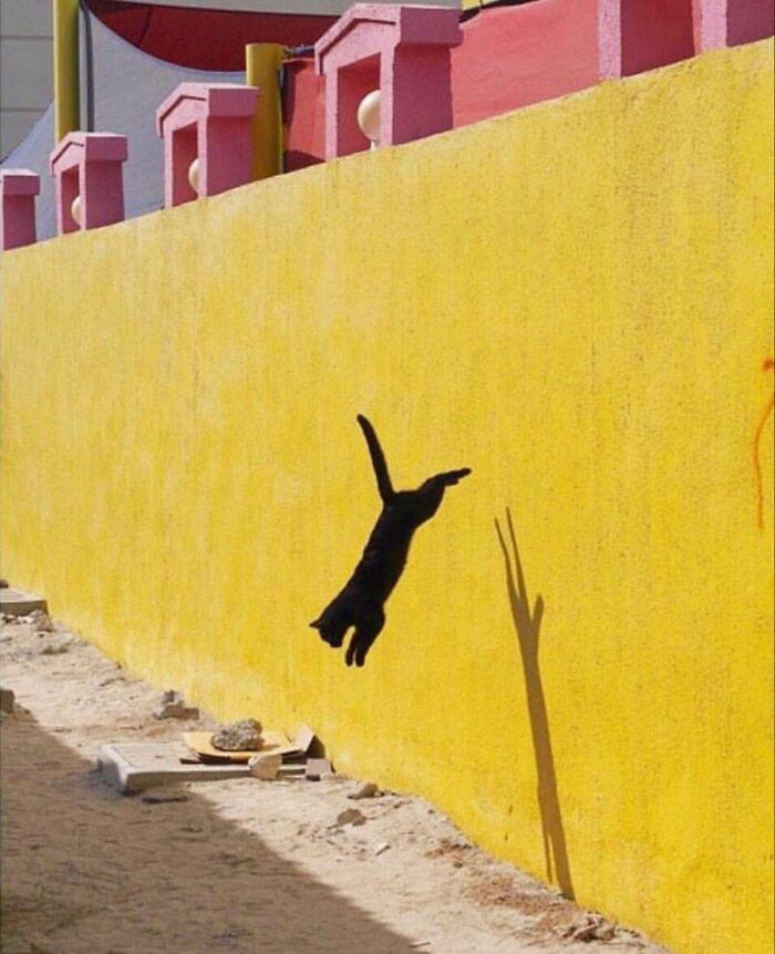 Mysterious, Majestic, And Misjudged: Black Cats In The Spotlight (27 Pics) Mysterious, Majestic, And Misjudged: Black Cats In The Spotlight (27 Pics)