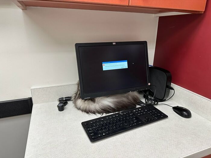 40 Pictures That Makes You Question Who Camouflages Better: Cats Or Chameleons 40 Pictures That Makes You Question Who Camouflages Better: Cats Or Chameleons