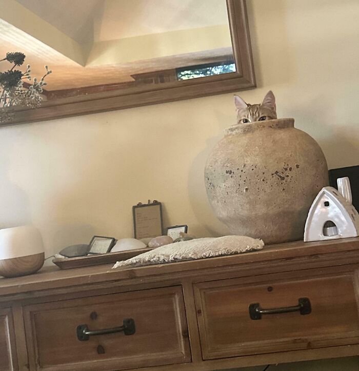 40 Pictures That Makes You Question Who Camouflages Better: Cats Or Chameleons 40 Pictures That Makes You Question Who Camouflages Better: Cats Or Chameleons