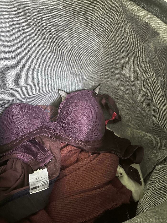 40 Pictures That Makes You Question Who Camouflages Better: Cats Or Chameleons 40 Pictures That Makes You Question Who Camouflages Better: Cats Or Chameleons