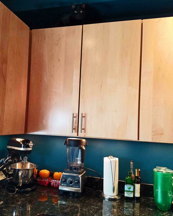 40 Pictures That Makes You Question Who Camouflages Better: Cats Or Chameleons 40 Pictures That Makes You Question Who Camouflages Better: Cats Or Chameleons