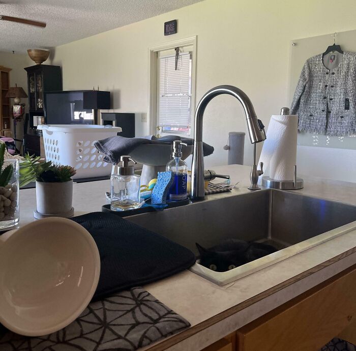 40 Pictures That Makes You Question Who Camouflages Better: Cats Or Chameleons 40 Pictures That Makes You Question Who Camouflages Better: Cats Or Chameleons