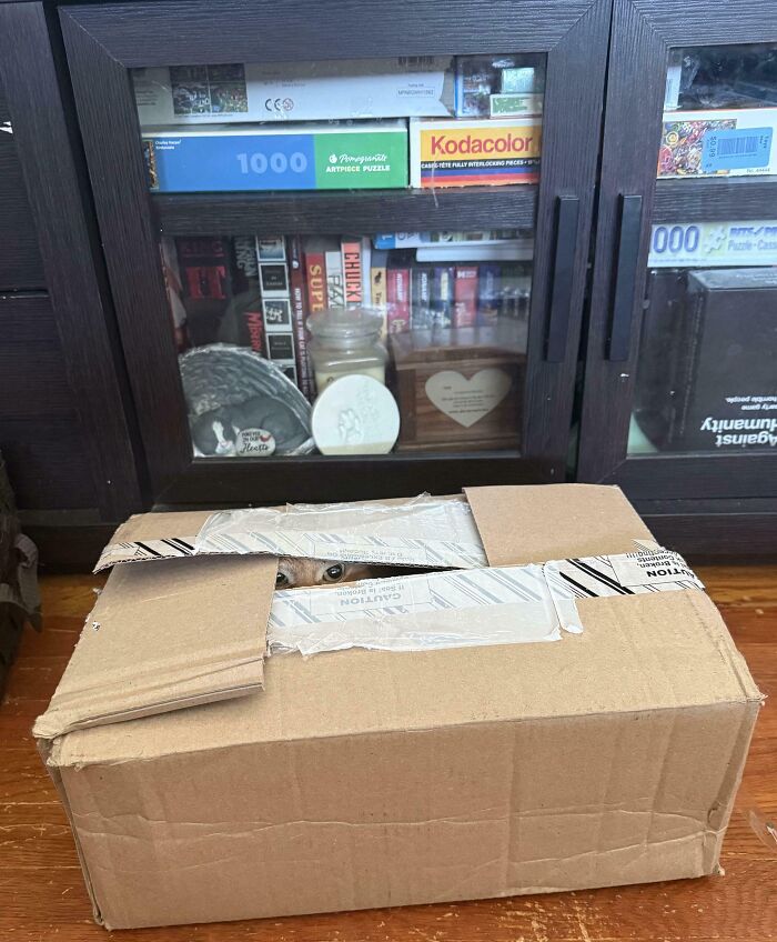 40 Pictures That Makes You Question Who Camouflages Better: Cats Or Chameleons 40 Pictures That Makes You Question Who Camouflages Better: Cats Or Chameleons