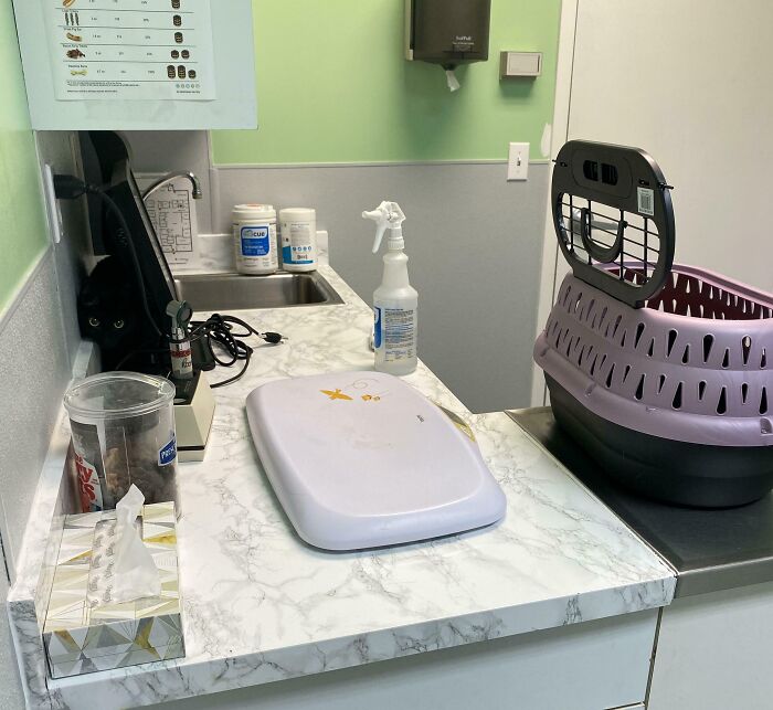 40 Pictures That Makes You Question Who Camouflages Better: Cats Or Chameleons 40 Pictures That Makes You Question Who Camouflages Better: Cats Or Chameleons