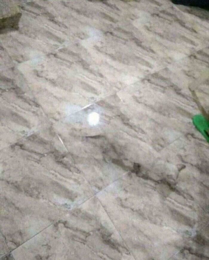 40 Pictures That Makes You Question Who Camouflages Better: Cats Or Chameleons 40 Pictures That Makes You Question Who Camouflages Better: Cats Or Chameleons