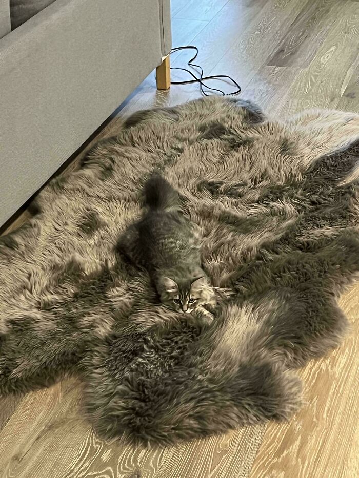 40 Pictures That Makes You Question Who Camouflages Better: Cats Or Chameleons 40 Pictures That Makes You Question Who Camouflages Better: Cats Or Chameleons