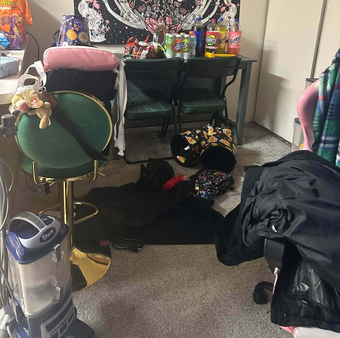 40 Pictures That Makes You Question Who Camouflages Better: Cats Or Chameleons 40 Pictures That Makes You Question Who Camouflages Better: Cats Or Chameleons