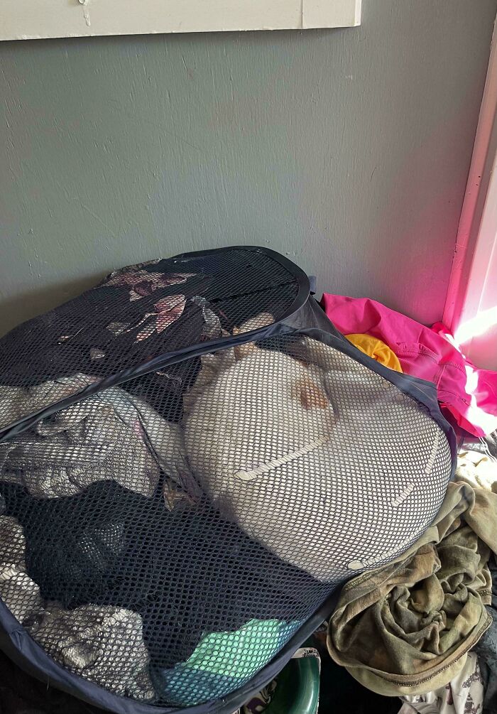 40 Pictures That Makes You Question Who Camouflages Better: Cats Or Chameleons 40 Pictures That Makes You Question Who Camouflages Better: Cats Or Chameleons