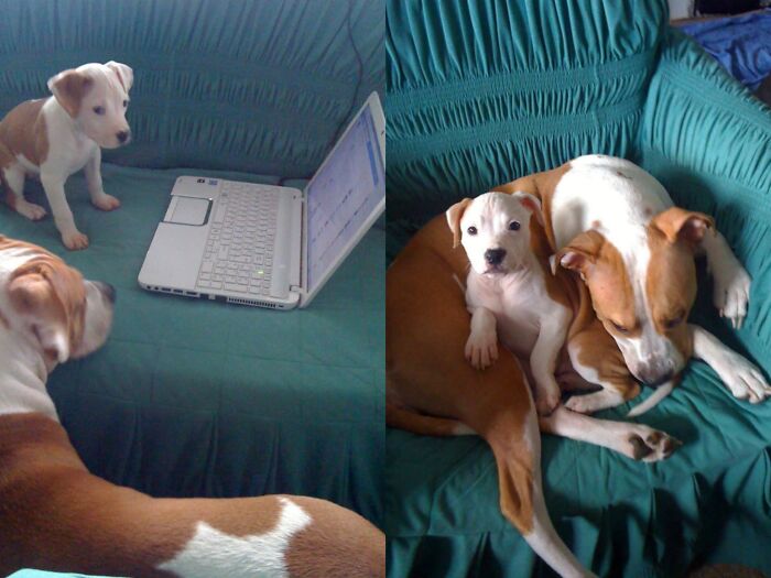 Everything I Know About Love, I Learned From My Dog (35 Pics) Everything I Know About Love, I Learned From My Dog (35 Pics)