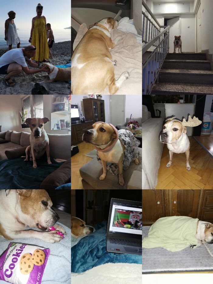 Everything I Know About Love, I Learned From My Dog (35 Pics) Everything I Know About Love, I Learned From My Dog (35 Pics)