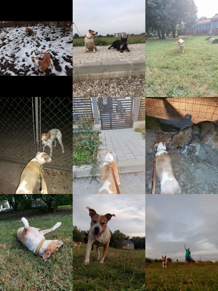 Everything I Know About Love, I Learned From My Dog (35 Pics) Everything I Know About Love, I Learned From My Dog (35 Pics)