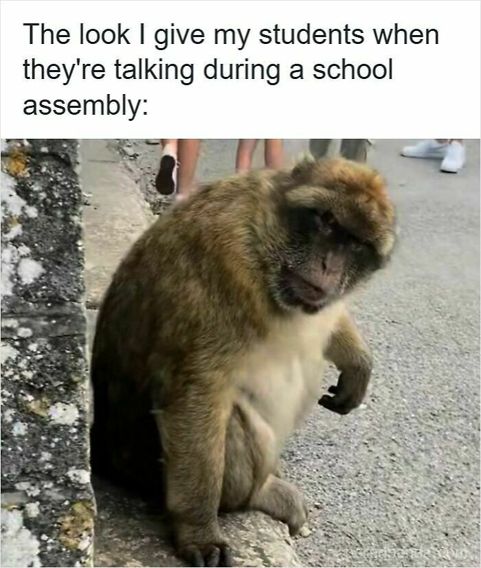 116 Funny Memes For Teachers Who Deserve A Raise And A Nap 116 Funny Memes For Teachers Who Deserve A Raise And A Nap
