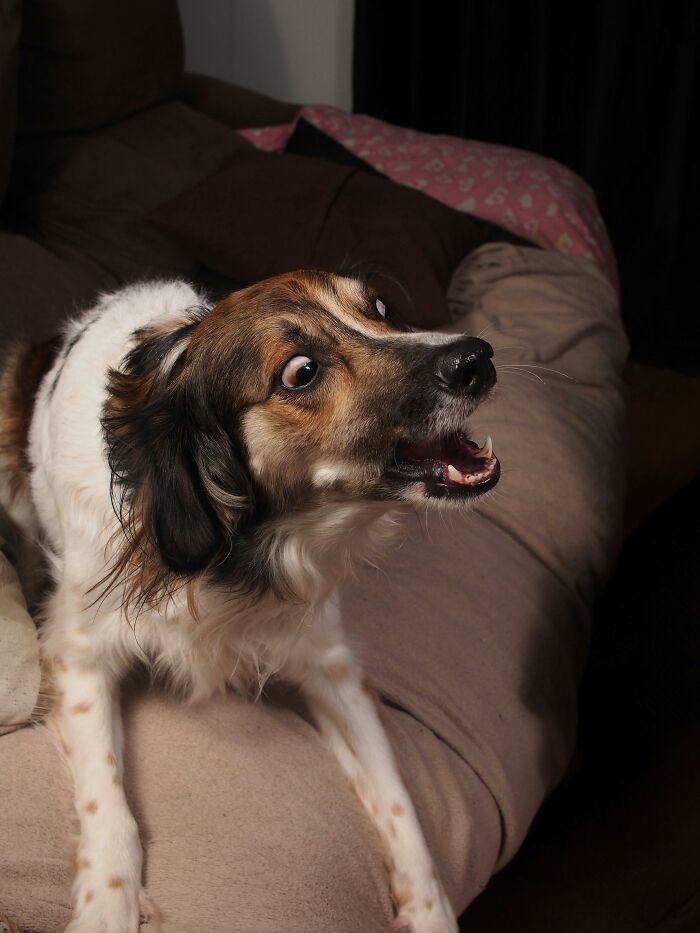 “Most Burglars Are Not Exactly Intelligent”: 71 Ways You Can Outsmart Burglars And Protect Your Home “Most Burglars Are Not Exactly Intelligent”: 71 Ways You Can Outsmart Burglars And Protect Your Home