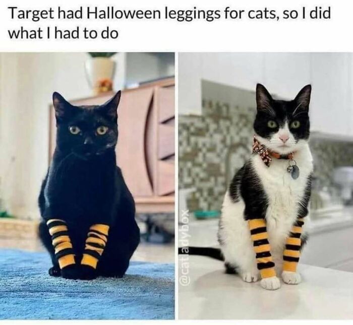 83 Hilarious And Relatable Memes For The Horror And Halloween Fans 83 Hilarious And Relatable Memes For The Horror And Halloween Fans