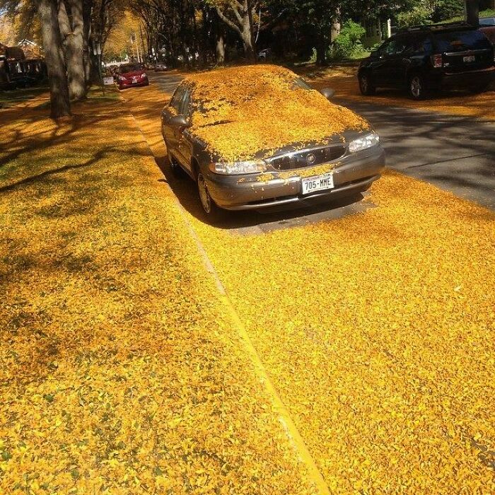 52 Captivating Photos Of Autumn Leaf Colors And Fall Foliage From Around The World 52 Captivating Photos Of Autumn Leaf Colors And Fall Foliage From Around The World