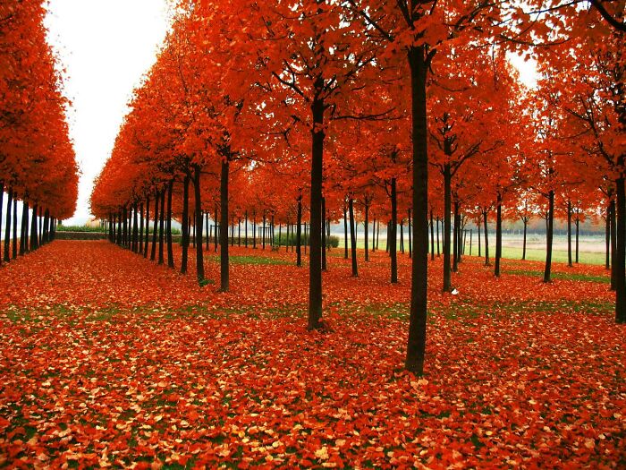 52 Captivating Photos Of Autumn Leaf Colors And Fall Foliage From Around The World 52 Captivating Photos Of Autumn Leaf Colors And Fall Foliage From Around The World