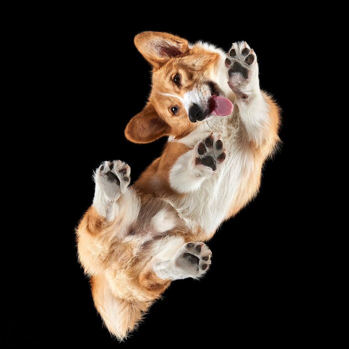 From Cats To Horses: 44 Captivating Photos Taken From Underneath From Cats To Horses: 44 Captivating Photos Taken From Underneath