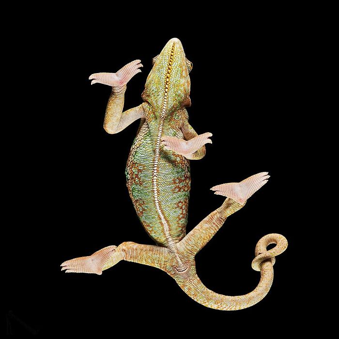 From Cats To Horses: 44 Captivating Photos Taken From Underneath From Cats To Horses: 44 Captivating Photos Taken From Underneath