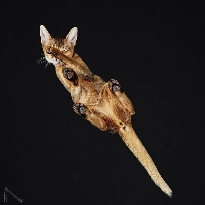 From Cats To Horses: 44 Captivating Photos Taken From Underneath From Cats To Horses: 44 Captivating Photos Taken From Underneath