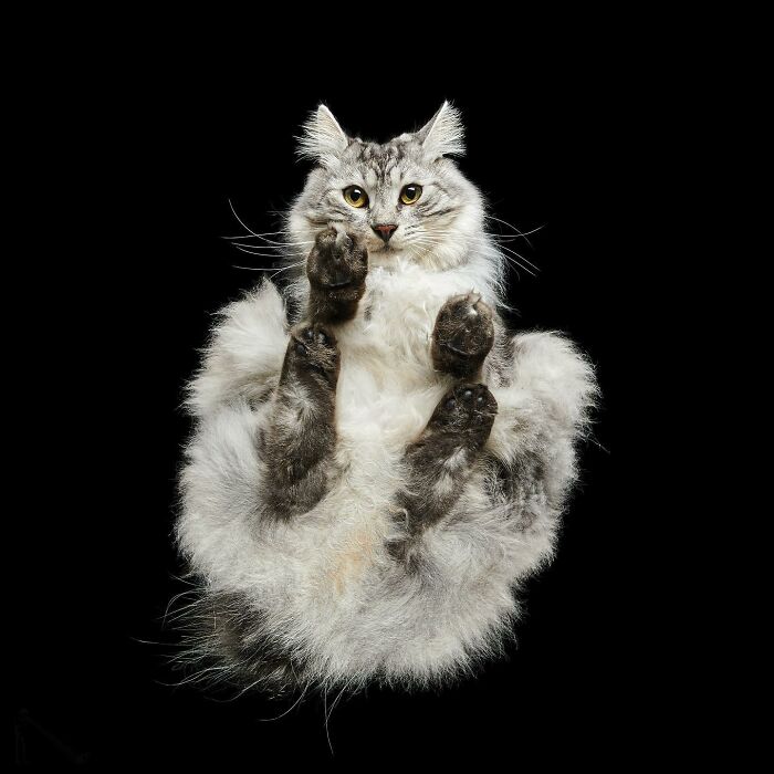 From Cats To Horses: 44 Captivating Photos Taken From Underneath From Cats To Horses: 44 Captivating Photos Taken From Underneath