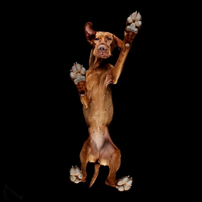 From Cats To Horses: 44 Captivating Photos Taken From Underneath From Cats To Horses: 44 Captivating Photos Taken From Underneath