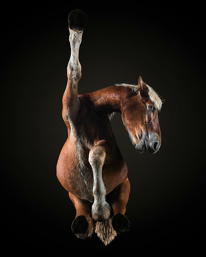 From Cats To Horses: 44 Captivating Photos Taken From Underneath From Cats To Horses: 44 Captivating Photos Taken From Underneath