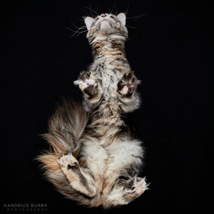 From Cats To Horses: 44 Captivating Photos Taken From Underneath From Cats To Horses: 44 Captivating Photos Taken From Underneath