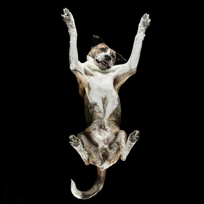 From Cats To Horses: 44 Captivating Photos Taken From Underneath From Cats To Horses: 44 Captivating Photos Taken From Underneath