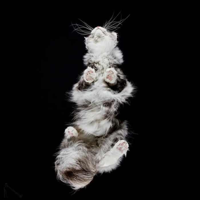 From Cats To Horses: 44 Captivating Photos Taken From Underneath From Cats To Horses: 44 Captivating Photos Taken From Underneath