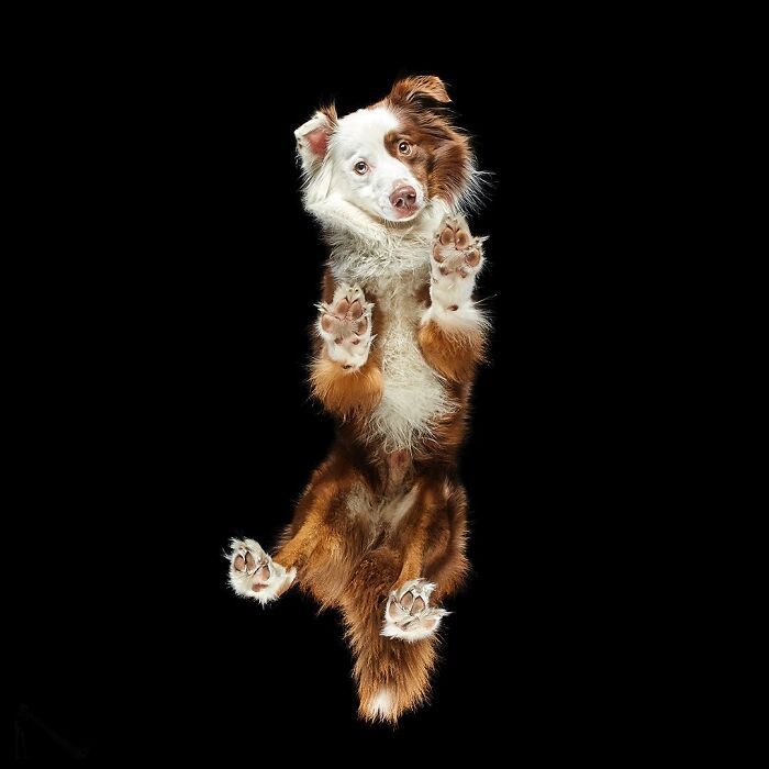 From Cats To Horses: 44 Captivating Photos Taken From Underneath From Cats To Horses: 44 Captivating Photos Taken From Underneath