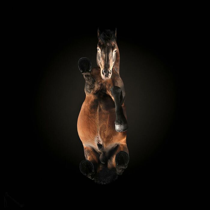 From Cats To Horses: 44 Captivating Photos Taken From Underneath From Cats To Horses: 44 Captivating Photos Taken From Underneath