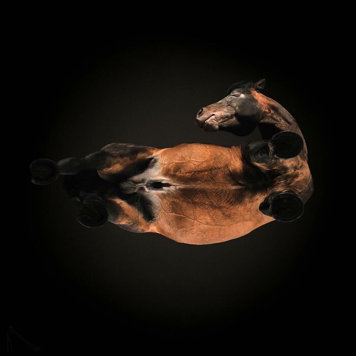 From Cats To Horses: 44 Captivating Photos Taken From Underneath From Cats To Horses: 44 Captivating Photos Taken From Underneath