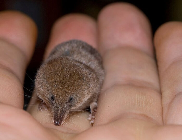 13 Insanely Small Creatures Competing For “Smallest Animal In The World” Title