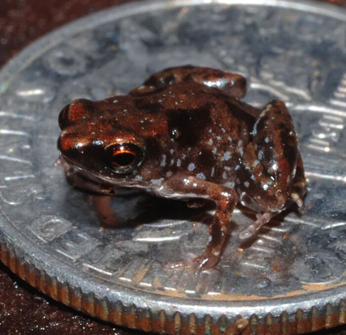13 Insanely Small Creatures Competing For “Smallest Animal In The World” Title