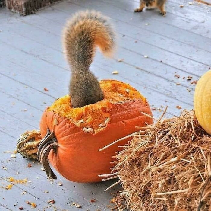 106 Halloween Fails That Put A Damper On The Spookiest Day Of The Year 106 Halloween Fails That Put A Damper On The Spookiest Day Of The Year