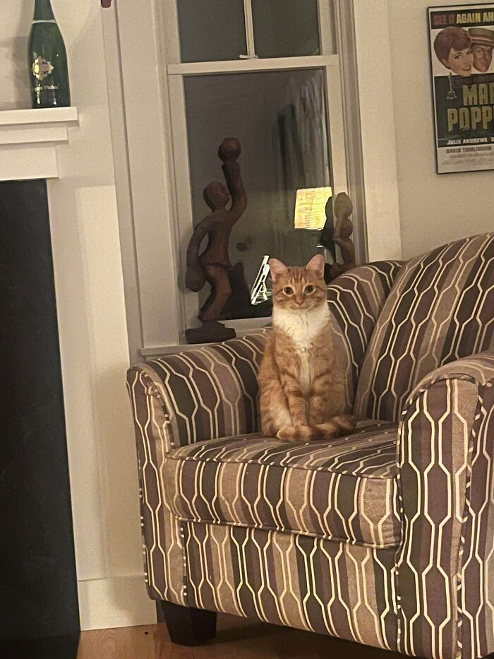 87 Soul-Soothing Photos Of Adopted Pets To Bring The Instant Warm Fuzzies (October Edition) 87 Soul-Soothing Photos Of Adopted Pets To Bring The Instant Warm Fuzzies (October Edition)