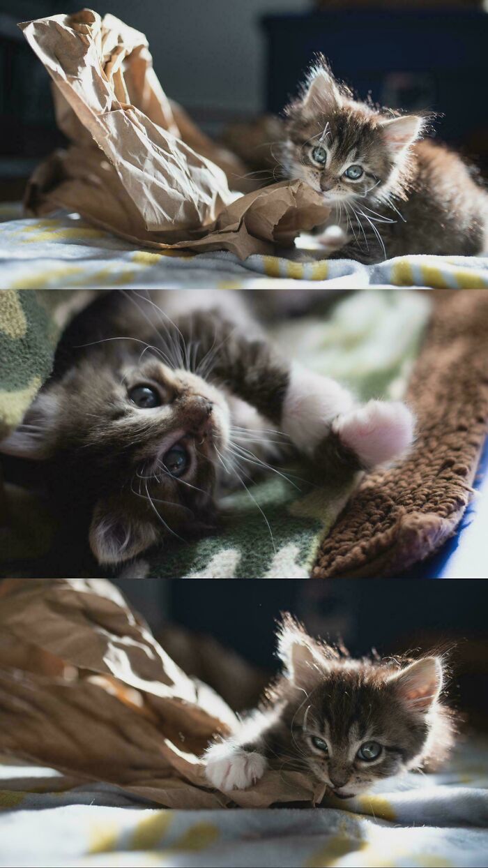 87 Soul-Soothing Photos Of Adopted Pets To Bring The Instant Warm Fuzzies (October Edition) 87 Soul-Soothing Photos Of Adopted Pets To Bring The Instant Warm Fuzzies (October Edition)