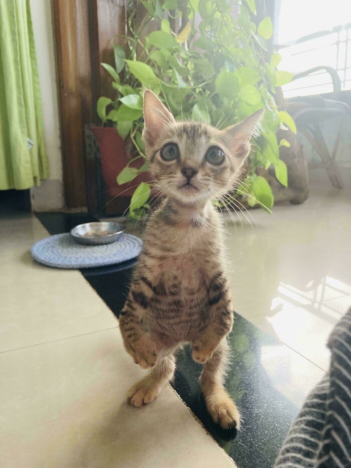 87 Soul-Soothing Photos Of Adopted Pets To Bring The Instant Warm Fuzzies (October Edition) 87 Soul-Soothing Photos Of Adopted Pets To Bring The Instant Warm Fuzzies (October Edition)