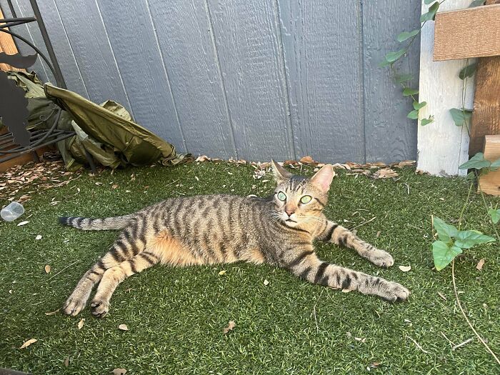 87 Soul-Soothing Photos Of Adopted Pets To Bring The Instant Warm Fuzzies (October Edition) 87 Soul-Soothing Photos Of Adopted Pets To Bring The Instant Warm Fuzzies (October Edition)