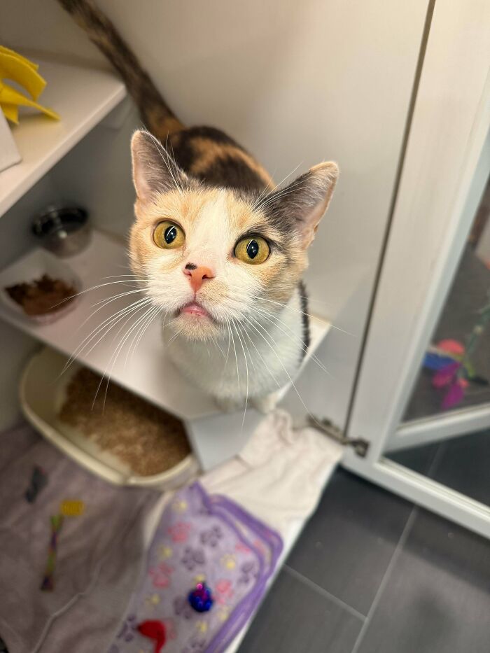 87 Soul-Soothing Photos Of Adopted Pets To Bring The Instant Warm Fuzzies (October Edition) 87 Soul-Soothing Photos Of Adopted Pets To Bring The Instant Warm Fuzzies (October Edition)