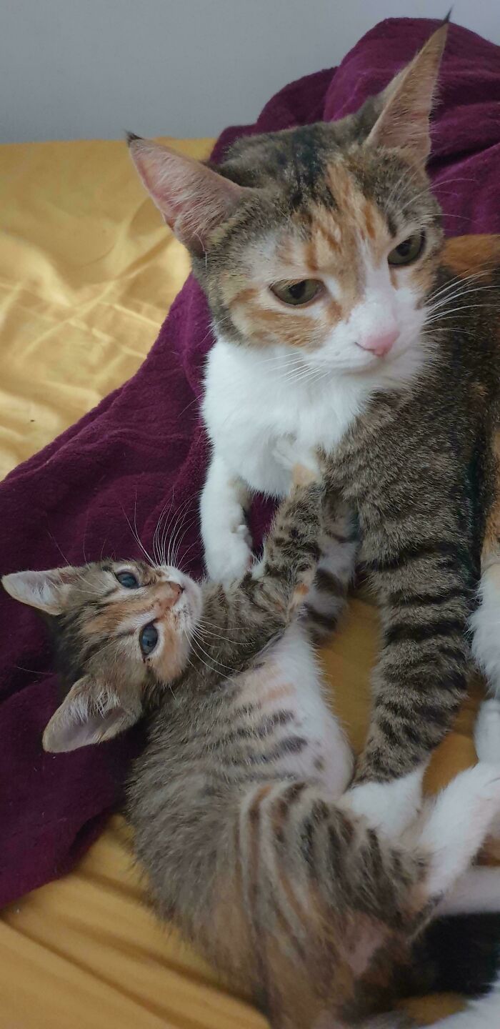 87 Soul-Soothing Photos Of Adopted Pets To Bring The Instant Warm Fuzzies (October Edition) 87 Soul-Soothing Photos Of Adopted Pets To Bring The Instant Warm Fuzzies (October Edition)