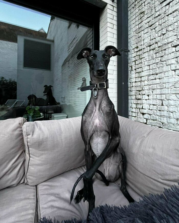 87 Soul-Soothing Photos Of Adopted Pets To Bring The Instant Warm Fuzzies (October Edition) 87 Soul-Soothing Photos Of Adopted Pets To Bring The Instant Warm Fuzzies (October Edition)