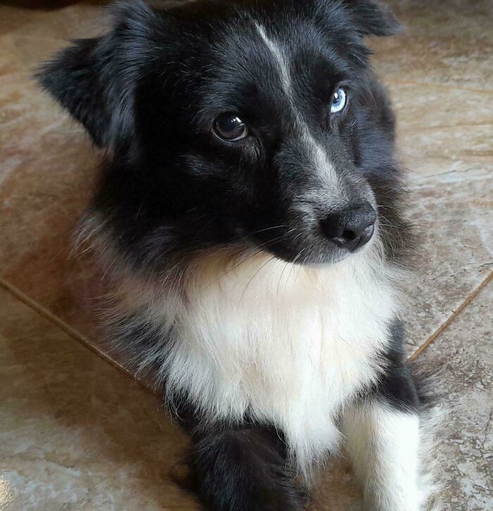 87 Soul-Soothing Photos Of Adopted Pets To Bring The Instant Warm Fuzzies (October Edition) 87 Soul-Soothing Photos Of Adopted Pets To Bring The Instant Warm Fuzzies (October Edition)