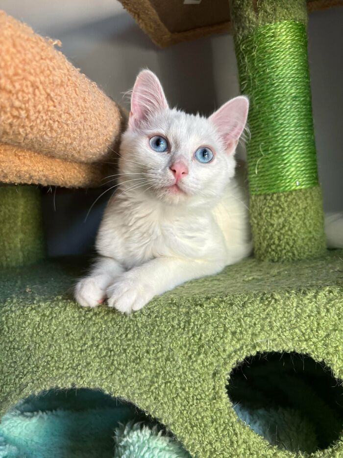 87 Soul-Soothing Photos Of Adopted Pets To Bring The Instant Warm Fuzzies (October Edition) 87 Soul-Soothing Photos Of Adopted Pets To Bring The Instant Warm Fuzzies (October Edition)